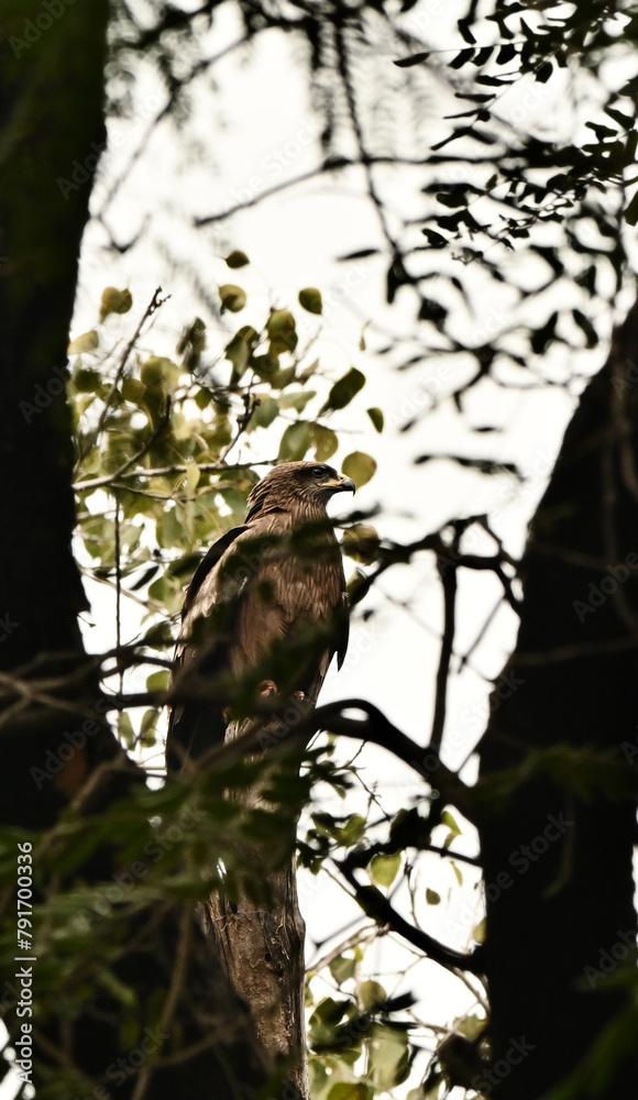 Obraz premium bird in tree