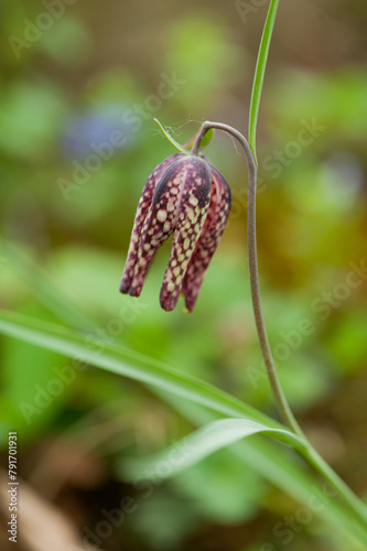 Fritillaria meleagris, or Snake's Head Fritillary, chess Flower