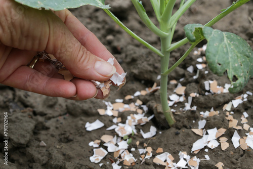 Foto Crushed eggs shellsaround plant as organic fertilizer at home garden and an effe