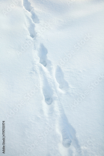 Animal paw prints on the snow © rootstocks
