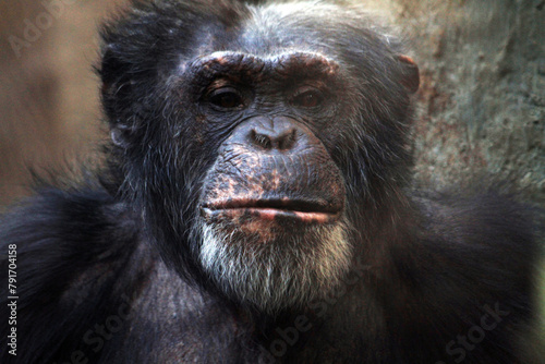 chimp monkey face