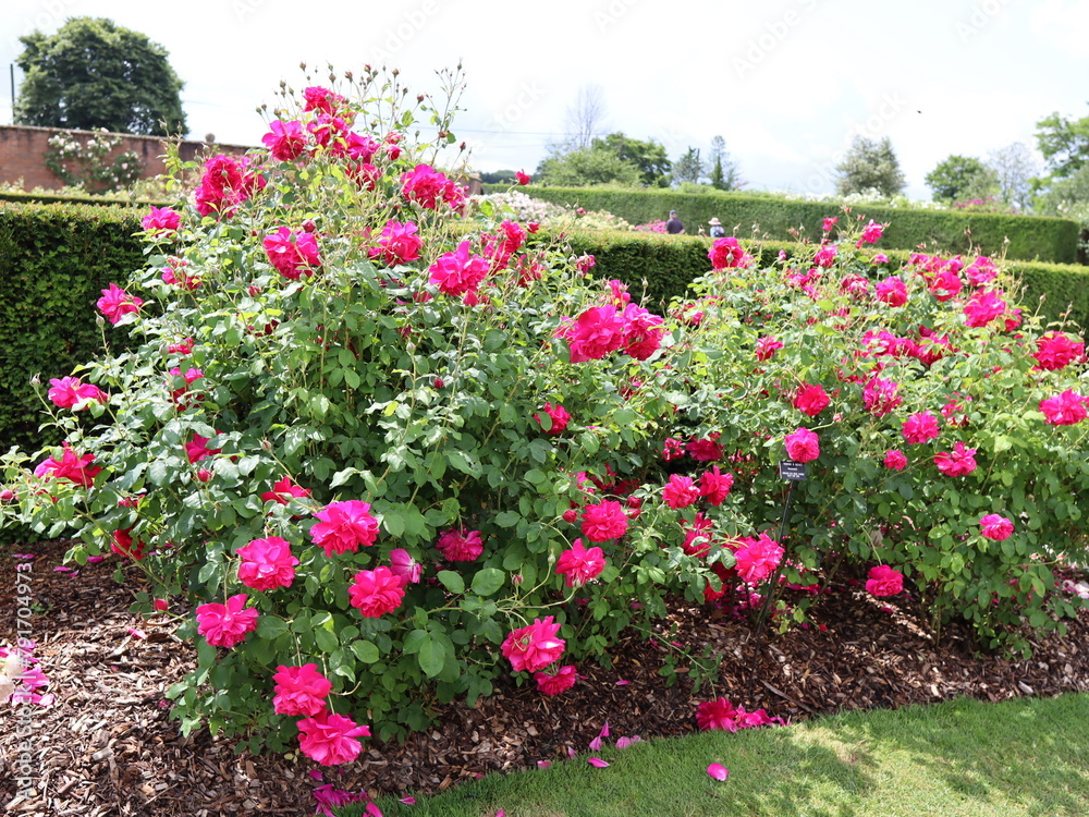 #RoseBushBeauty #GardenRoseGlory #BlossomingRoseTree #RoseBushBeauty #GardenRoseGlory #BlossomingRoseTree