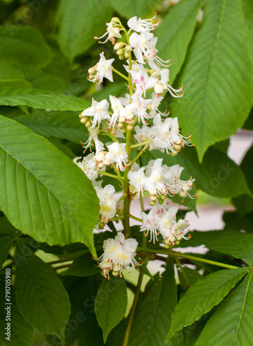 Flowers of the horse-chestnut tree