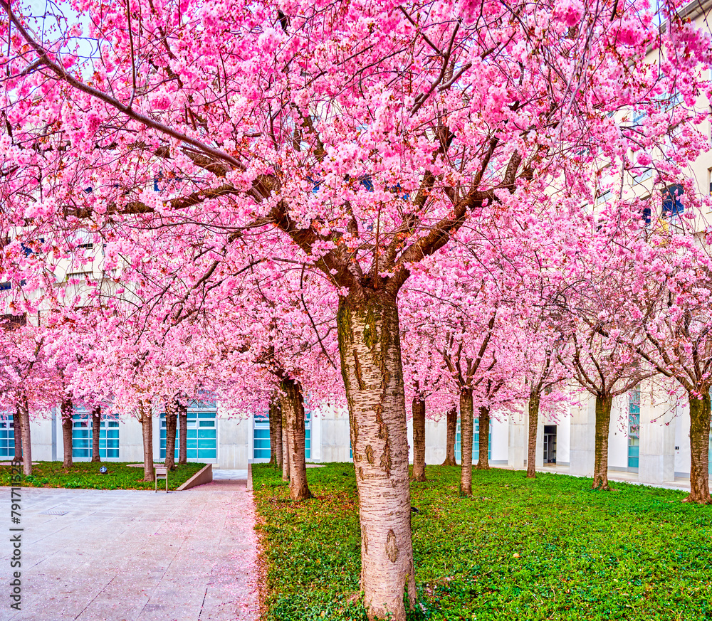 The blooming Sakura tree garden, Lugano, Switzerland