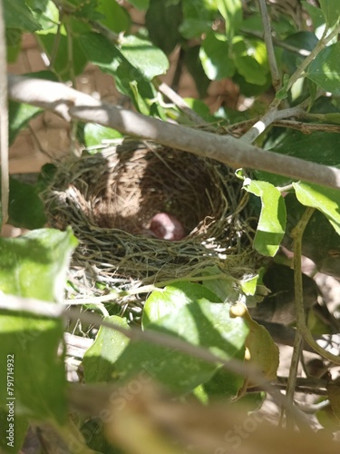 nest with eggs,bird nest with eggs,bird nest in the nest, bird nest in the nest,bird nest, wild,bird nest with eggs,