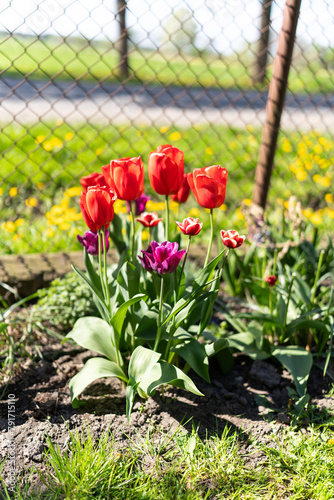Tulipan, Tulipa