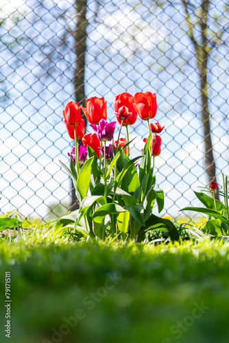 Tulipan, Tulipa