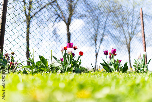 Tulipan, Tulipa