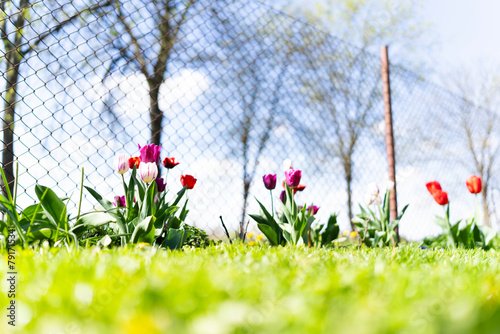 Tulipan, Tulipa