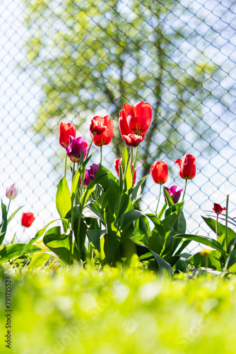 Tulipan, Tulipa