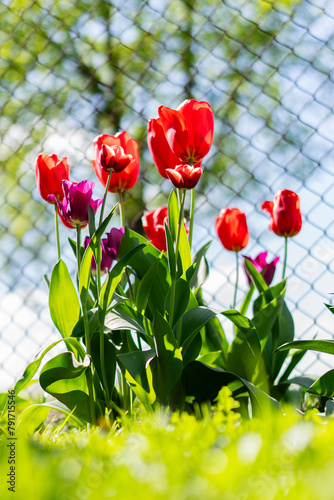 Tulipan, Tulipa