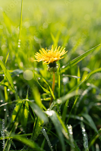 Mniszek lekarski, Taraxacum officina photo