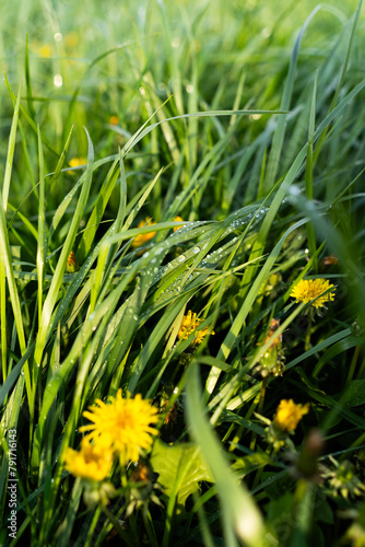 Mniszek lekarski, Taraxacum officina photo