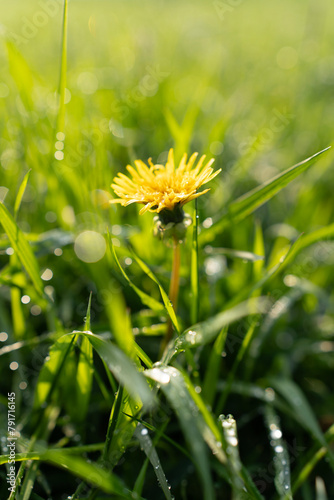 Mniszek lekarski, Taraxacum officina