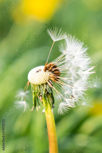 Mniszek lekarski, Taraxacum officina
