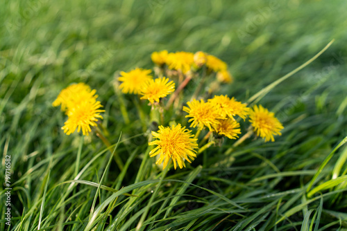Mniszek lekarski, Taraxacum officina