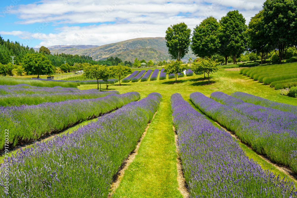 Naklejka premium Lavender Field with trees