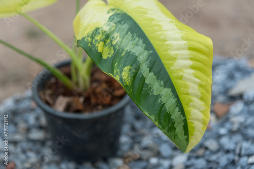 Schismatoglottis Wallichii Variegated in the pot     photo