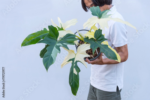 Closeup to Philodendron golden dragon varigated   photo