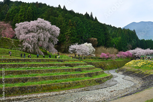 奈良県大宇陀の花咲き誇る又兵衛桜の里山