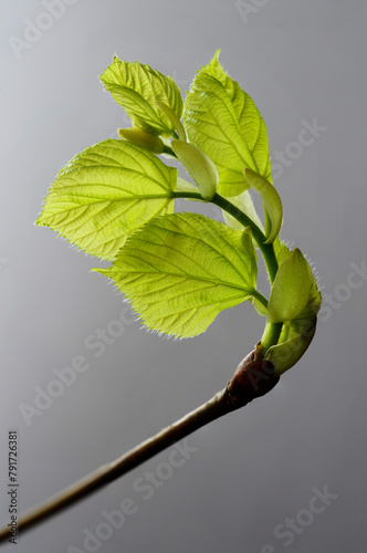 linden tree leaf bud emerging and opening