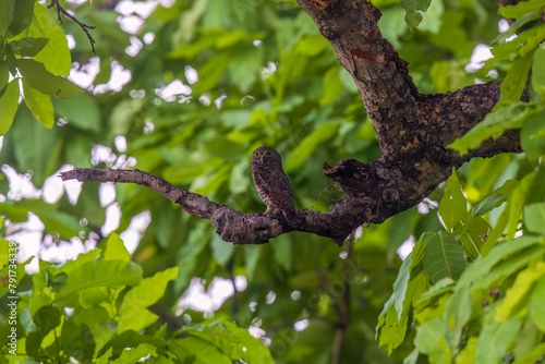 Jungle owlet (Glaucidium radiatum) or barred jungle owlet at Ajodhya Hills, Purulia, West Bengal, India
