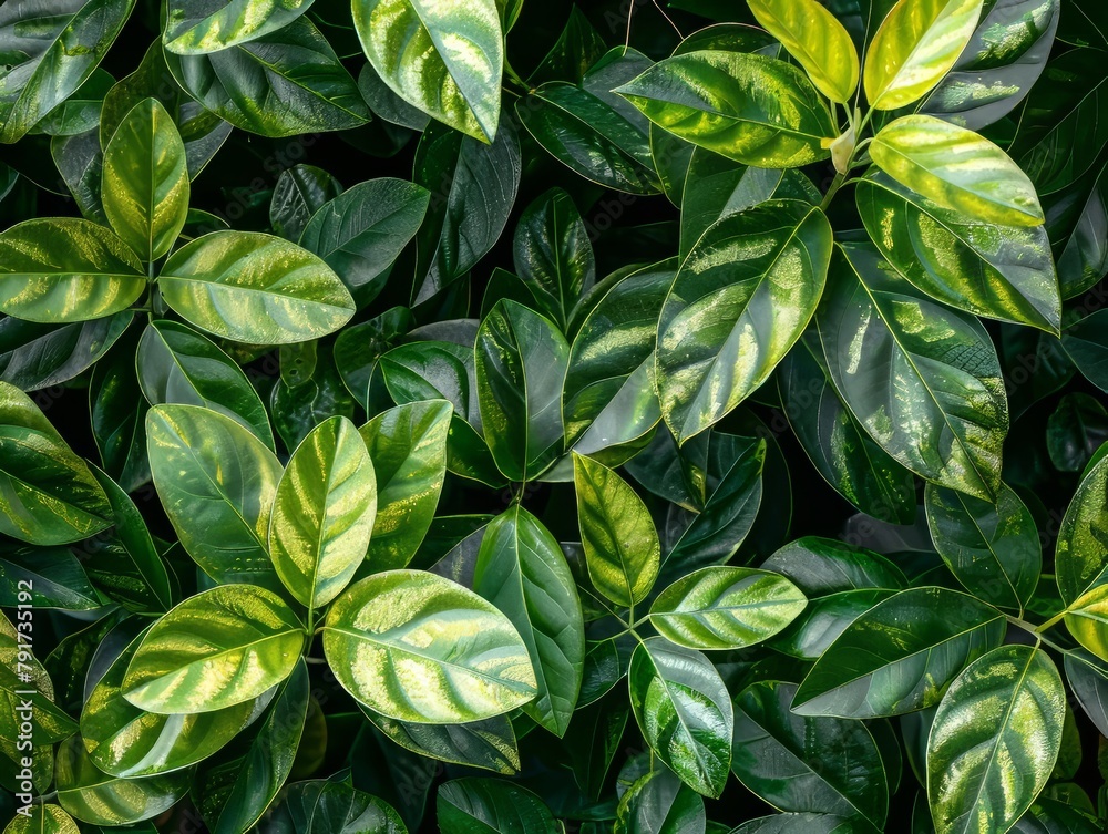 Green leaves background Green leaves background