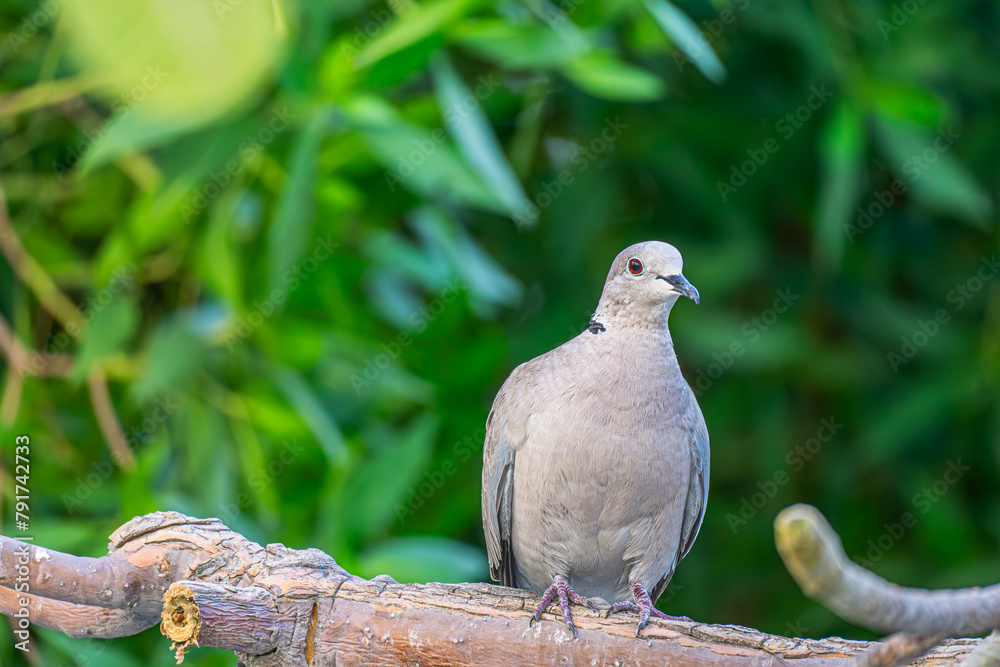 Rock pigeon, common or wild white pigeon sitting on a branch on a green background Rock pigeon, common or wild white pigeon sitting on a branch on a green background