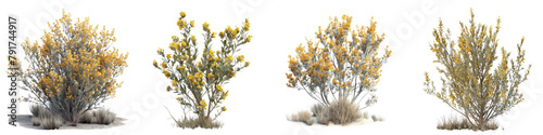 Common Rabbitbrush Hyperrealistic Highly Detailed Isolated On Transparent Background Png File photo
