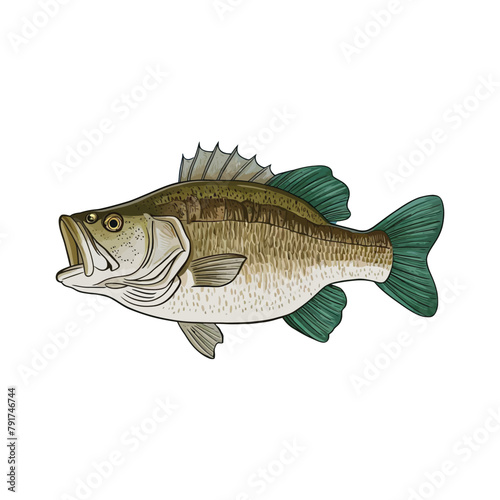 Bassh Vector Fish Illustration