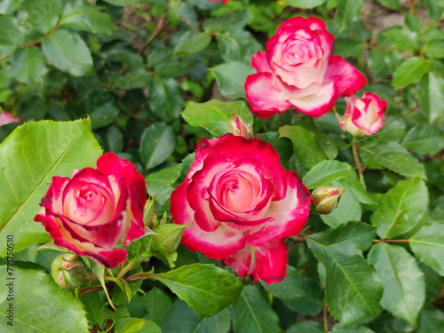pink roses with red tips blooming in garden