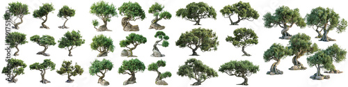 Grecian bay Trees collection Hyperrealistic Highly Detailed Isolated On Transparent Background Png File photo