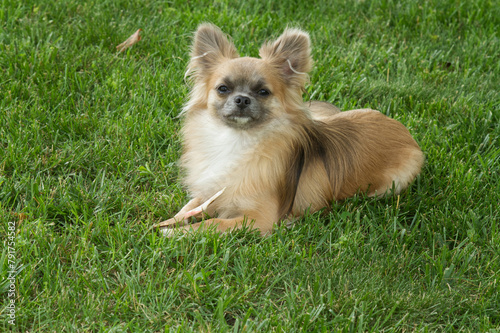 Cute Chihuahua puppy on grass outside photo