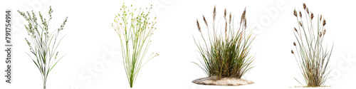 Juncus balticus subsp  Hyperrealistic Highly Detailed Isolated On Transparent Background Png File
