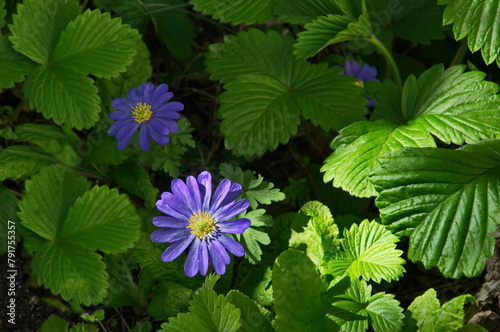 A beautiful garden flower known as blue Felicia amelloides, Lilac chamomile or blue African daisy, Sofia, Bulgaria   photo