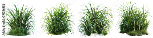 Jungle Tufted hair grass cutout   Hyperrealistic Highly Detailed Isolated On Transparent Background Png File photo