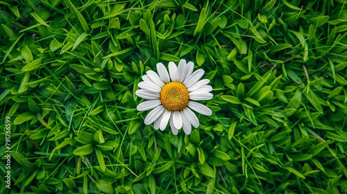 Daisy in Lush Green, Top View of Nature's Symmetry. Overhead view of a vibrant daisy with stark white petals and a bright yellow center set against fresh green grass.