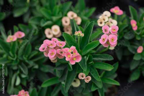 Beautiful of Crown of Thorns flower which have pink color with green leaves in the garden with blur background focus. photo