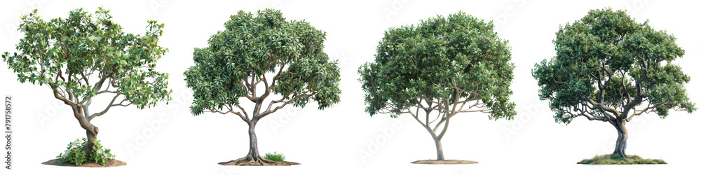 Madrones Koelreuteria elegans tree  Hyperrealistic Highly Detailed Isolated On Transparent Background Png File