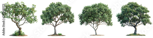 Madrones Koelreuteria elegans tree Hyperrealistic Highly Detailed Isolated On Transparent Background Png File