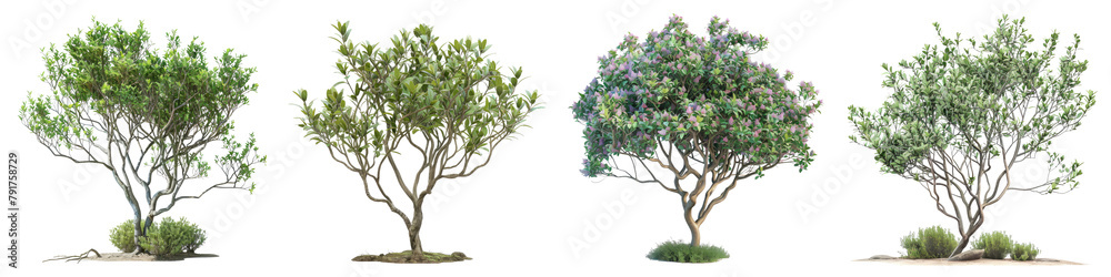 Mugworts Salix purpurea Myrtle trees  Hyperrealistic Highly Detailed Isolated On Transparent Background Png File