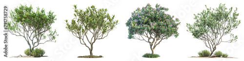 Mugworts Salix purpurea Myrtle trees  Hyperrealistic Highly Detailed Isolated On Transparent Background Png File photo