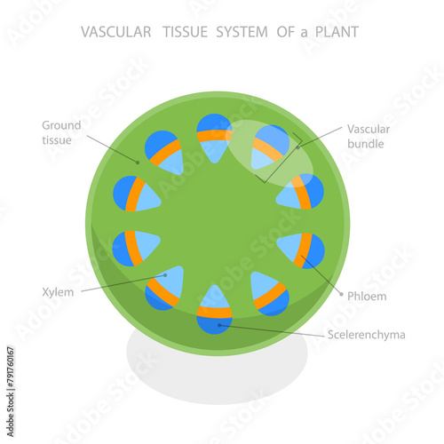 3D Isometric Flat Illustration of Vascular Tissue System Of A Plant, Educational Diagram