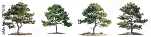 Pinus pinaster Willow Loblolly pine tree  Hyperrealistic Highly Detailed Isolated On Transparent Background Png File photo