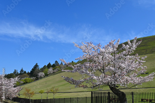 早朝に歩く奈良公園若草山の麓 満開の桜