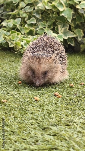 little hedgehog intent on feeding