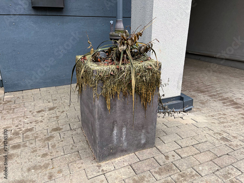 A concrete planter with dead plant inside is placed on an asphalt walkway next to a building, made of composite materials. © Aleksandrs
