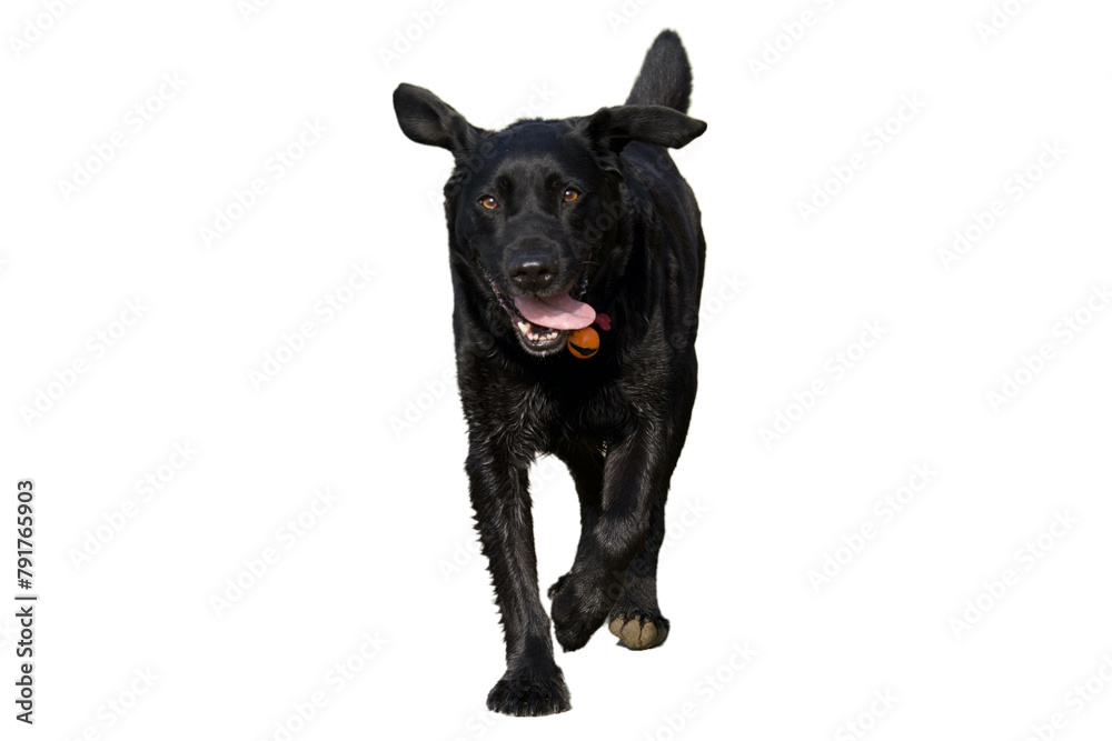 Front view of a beautiful, shiny-haired, black labrador dog , running and looking at camera on a white background.