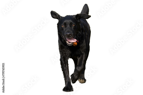 Front view of a beautiful, shiny-haired, black labrador dog , running and looking at camera on a white background.