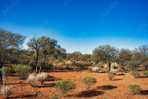 Red earth and characteristic outback vegetation in the mid west of Western Australia, Meekatharra area
